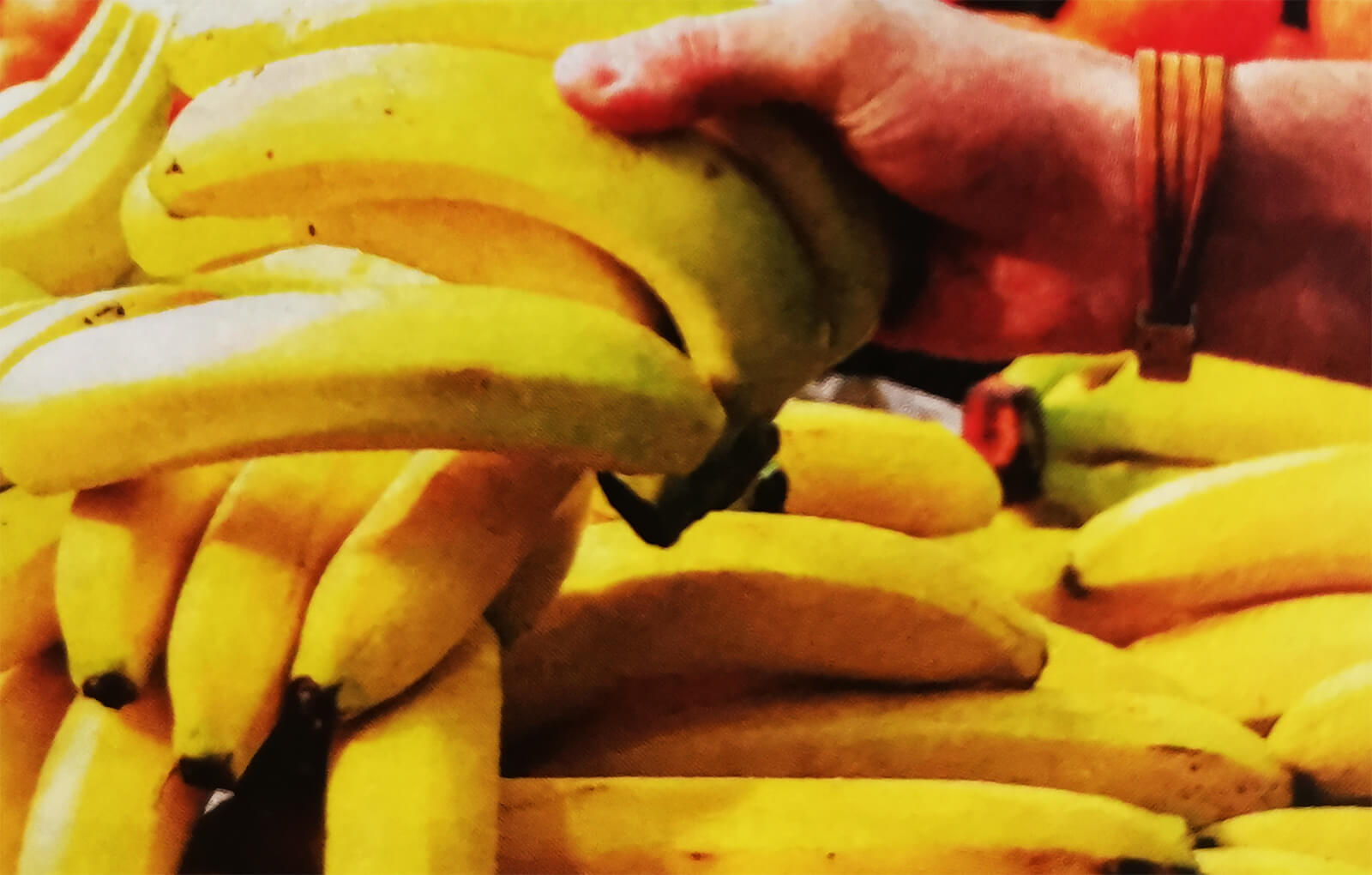 Видео где банан. Разноцветные бананы. Золотые бананы сорт. Сорта бананов в России. Сорта бананов с фото.