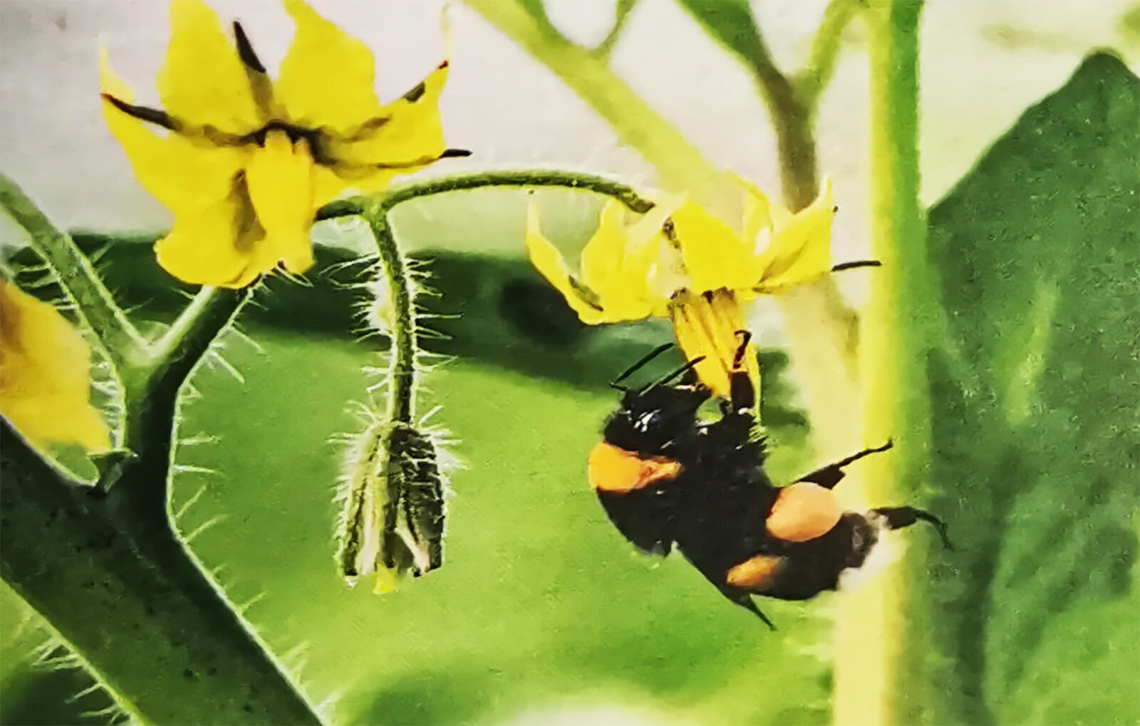 Пчёлы на страже урожая