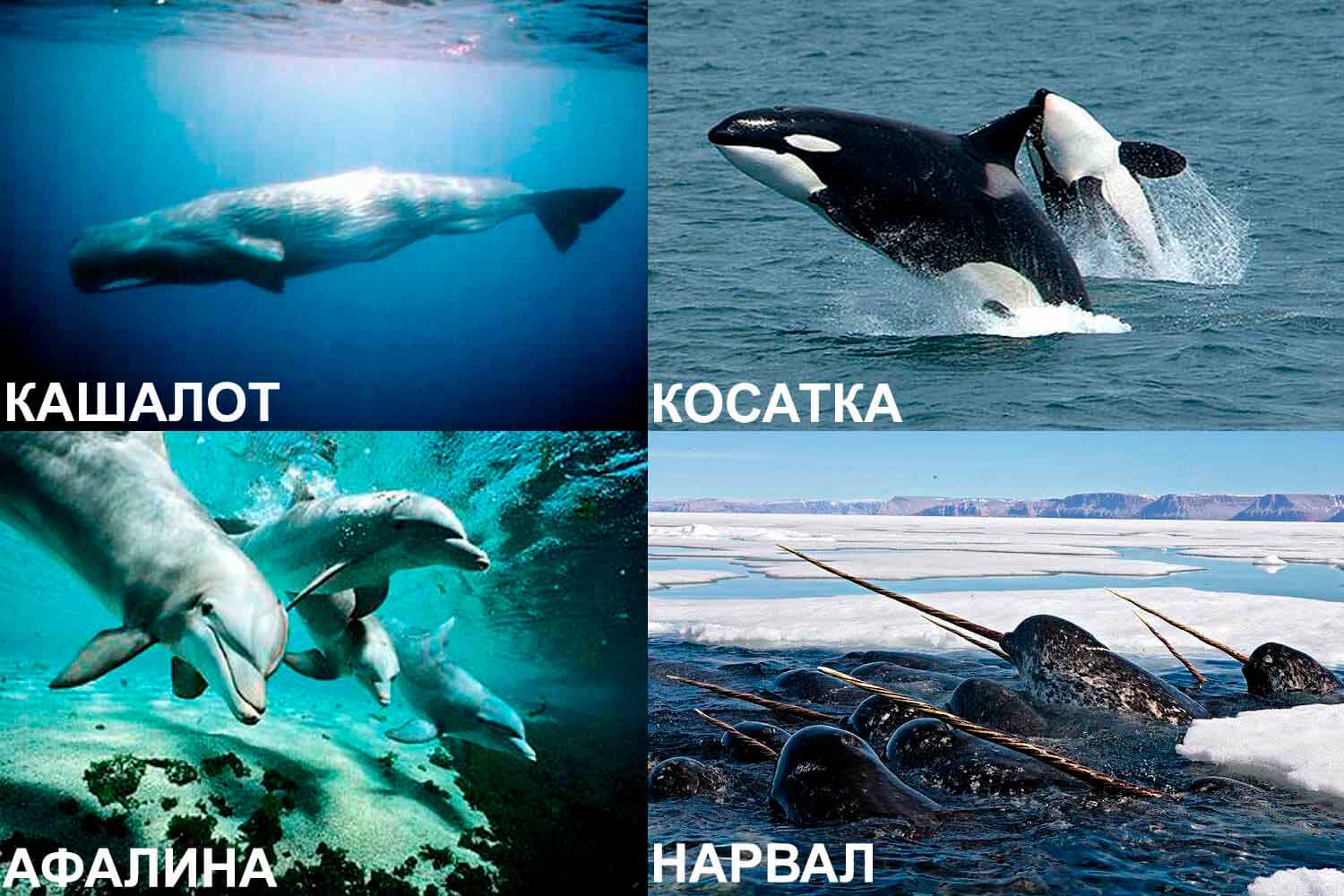 Зубатые киты