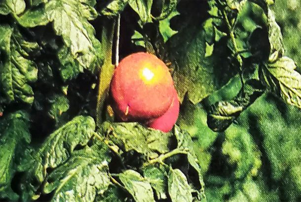 Свежие помидоры и баклажаны