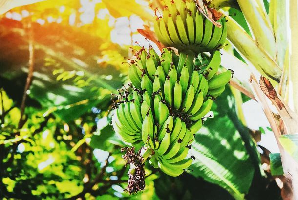 Бананы